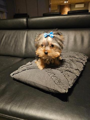 mooie mini yorkshire pup