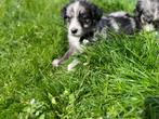 Merle border collie pups, Dieren en Toebehoren, CDV (hondenziekte), Meerdere, 8 tot 15 weken, Meerdere dieren