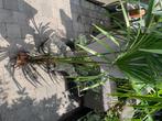 Palmboom scheut, Jardin & Terrasse, Plantes | Arbres, Enlèvement, Palmier