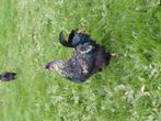 Haan, Dieren en Toebehoren, Pluimvee