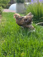 Brahma goudpatrijs hanen, Dieren en Toebehoren, Pluimvee, Mannelijk, Kip