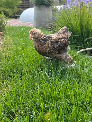 Brahma goudpatrijs hanen, Mâle, Poule ou poulet