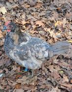 Groenlegger kippen hennen groene getinte eieren, Dieren en Toebehoren, Pluimvee, Vrouwelijk, Kip