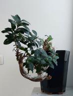 Bonsaï Ficus, Enlèvement, Bonsai