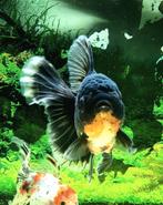 HQ Oranda (zie beschrijving!), Vis