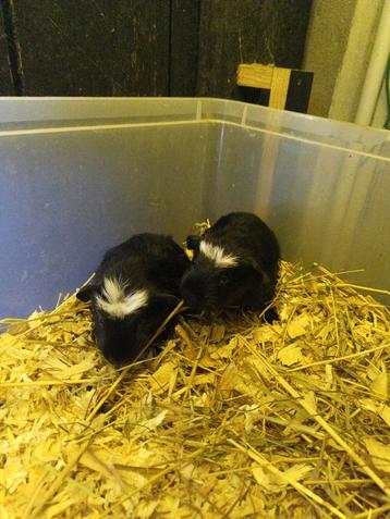Cavia's zwart beschikbaar voor biedingen