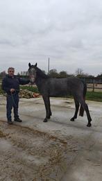 D pony zoekt ruiter, Dieren en Toebehoren, Pony's, Gechipt, Ruin, Springpony, 3 tot 6 jaar