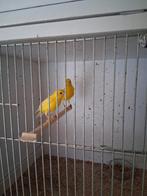 Raza espagnola  mans, Animaux & Accessoires, Mâle, Canari de posture