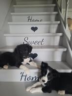 Border Collie pups groeien op in mijn huisje met mama, Dieren en Toebehoren, België, Fokker | Hobbymatig, CDV (hondenziekte), 8 tot 15 weken