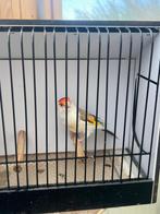 Grote distelvink 2025 bruin bont, Dieren en Toebehoren, Vogels | Overige Vogels