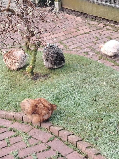 Cochin krieltjes hennen , zijdeveer en gladveer, Dieren en Toebehoren, Pluimvee