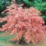 Amelanchier lamarckii, Enlèvement, Automne, Ombre partielle