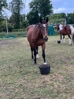 Fokmerrie of gezelschapspaard te koop, Dieren en Toebehoren