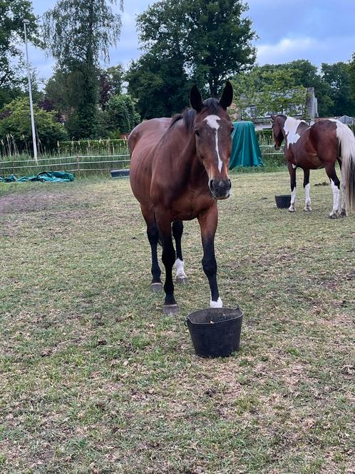 Fokmerrie of gezelschapspaard te koop, Dieren en Toebehoren, Paarden
