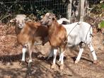 Jonge Kameroen ram, Dieren en Toebehoren, Schapen, Geiten en Varkens