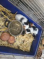 Mannelijke cavia's, Dieren en Toebehoren, Augustus, Mannelijk, Cavia