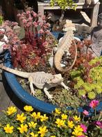 Koppel baardagamen te koop., Dieren en Toebehoren, Hagedis, Tam, 3 tot 6 jaar