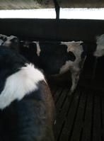 Holstein stier, Mâle, 0 à 2 ans