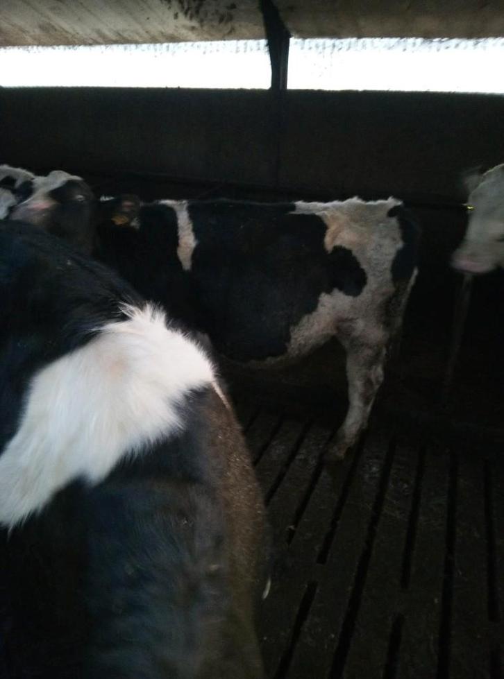 Holstein stier, Animaux & Accessoires, Bovins, Mâle, 0 à 2 ans
