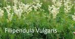 Filipendula vulgaris met fijn ingesneden blad., Zomer, Ophalen, Volle zon