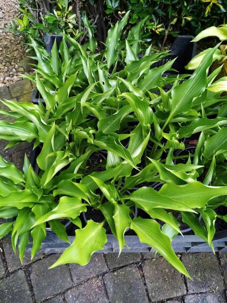 Hosta Triggerfinger, Tuin en Terras, Planten | Tuinplanten, Ophalen of Verzenden
