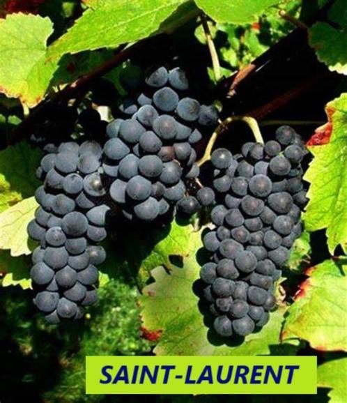 DRUIVENPLANTEN oa "SAINT-LAURENT" (LEKKERE BLAUWE DRUIVEN), Tuin en Terras, Planten | Tuinplanten, Vaste plant, Fruitplanten, Volle zon