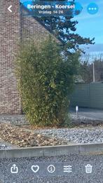 Gratis bamboe fragesia niet woekerend, Tuin en Terras, Ophalen, Overige soorten, 250 tot 400 cm
