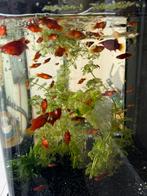 Platy jongen, Dieren en Toebehoren, Vissen | Aquariumvissen, Vis, Zoetwatervis