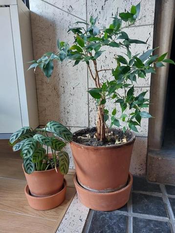 Lot 2 potten met planten beschikbaar voor biedingen