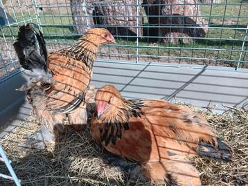 Brahma buff kuikens koppel