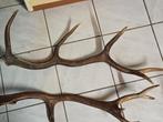Paire de grands bois de cerf, Enlèvement