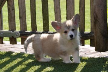 Prachtige Welsh corgi Pembroke pups  beschikbaar voor biedingen