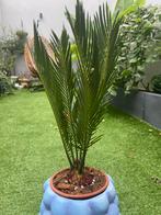 Cikas palm / Cycas palm - Sago palm, Ophalen