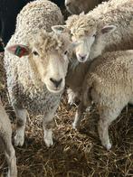 Schaapjes te koop, Dieren en Toebehoren
