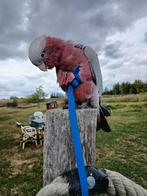 Roze kaketoe prijs 850 euro afhalen aalbeke 6 maanden oud, Dieren en Toebehoren, Vogels | Parkieten en Papegaaien