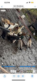 Loopeenden, Dieren en Toebehoren, Vrouwelijk, Eend