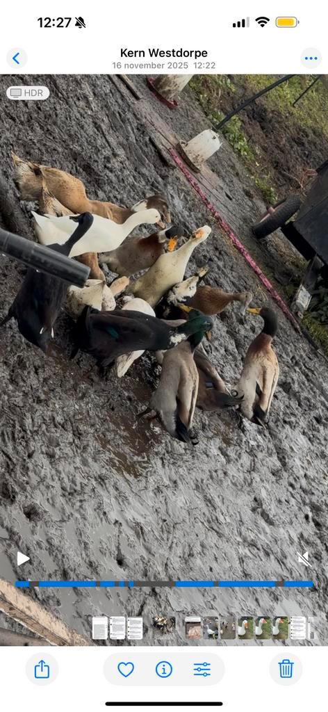 Loopeenden, Dieren en Toebehoren, Pluimvee, Eend, Vrouwelijk