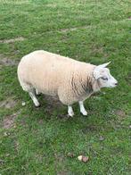 Texelbok, Mannelijk, Schaap, 0 tot 2 jaar