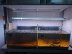 Dubbele kweekaquariums, 100 x 30 x 50 in perfecte staat!, Dieren en Toebehoren, Ophalen