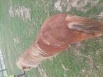 Pony te koop merrie 300€ 0465072050, Dieren en Toebehoren, Merrie