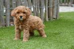 Prachtige Cavapoo pups (abrikoos en rood), België, Overige rassen, CDV (hondenziekte), 8 tot 15 weken