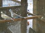 duiven, Dieren en Toebehoren, Vogels | Duiven