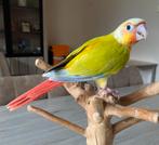 CONURE APPRIVOISER EAM 2025, Dieren en Toebehoren, Mannelijk, Pratend