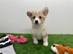 Welsh Corgi pups
