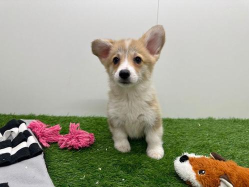 Welsh Corgi pups, Dieren en Toebehoren, Honden | Herdershonden en Veedrijvers, Reu, Herder, Fokker | Professioneel, Meerdere, België