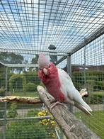 Koppel lutino rosé kaketoes, Dieren en Toebehoren, Vogels | Parkieten en Papegaaien, Meerdere dieren, Papegaai, Geringd