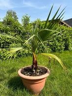 Washingtonia Robusta, Tuin en Terras, Planten | Bomen, In pot, Minder dan 100 cm, Zomer, Volle zon