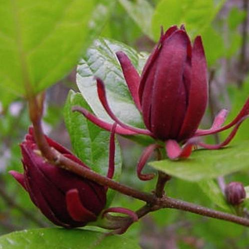 Calycanthus floridus, Tuin en Terras, Planten | Struiken en Hagen, Struik, Overige soorten, 100 tot 250 cm, Ophalen