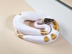 Special Enchi Pied koningspython man, Dieren en Toebehoren, Slang, Tam, 0 tot 2 jaar