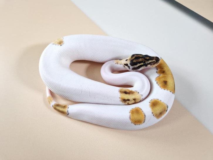 Special Enchi Pied koningspython man, Dieren en Toebehoren, Reptielen en Amfibieën, Slang, 0 tot 2 jaar, Tam